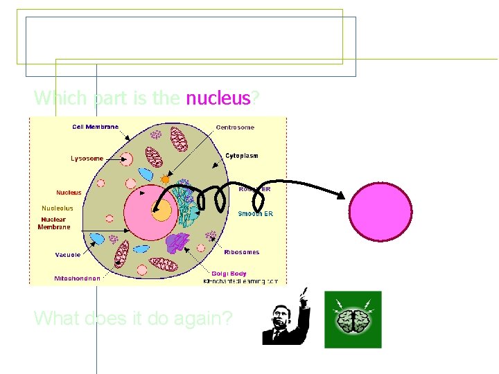 Review – The Nucleus Which part is the nucleus? What does it do again?