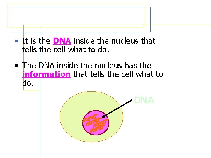  • It is the DNA inside the nucleus that tells the cell what