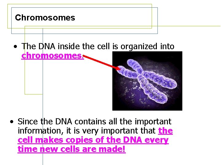 Chromosomes • The DNA inside the cell is organized into chromosomes. • Since the