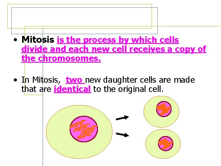 What is Mitosis? • Mitosis is the process by which cells divide and each