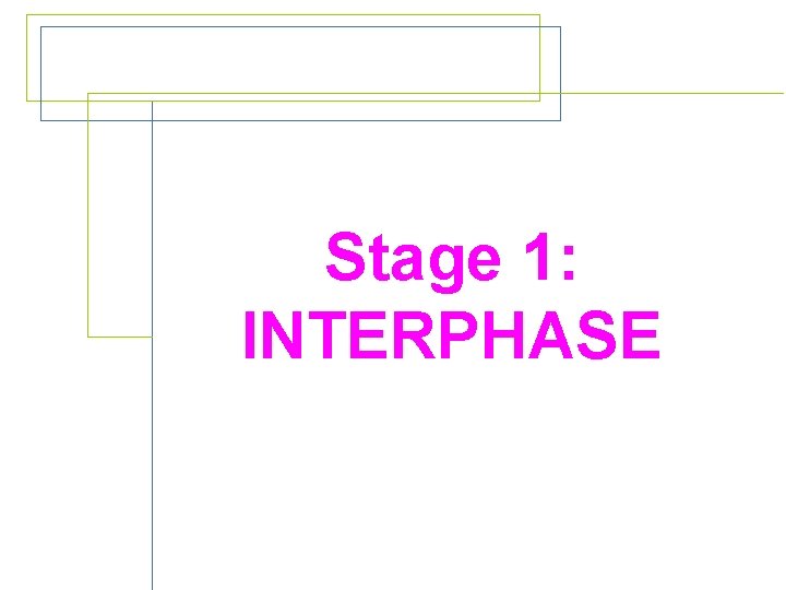 Stage 1: INTERPHASE 