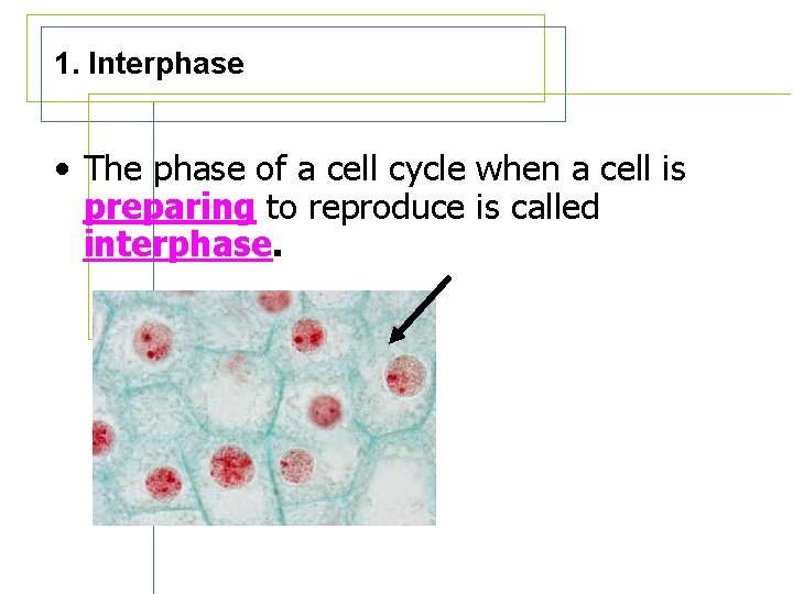 1. Interphase • The phase of a cell cycle when a cell is preparing