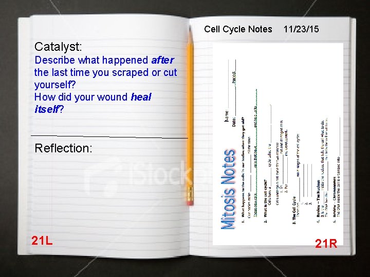 Cell Cycle Notes 11/23/15 Catalyst: Describe what happened after the last time you scraped
