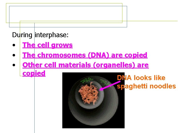 Interphase During interphase: • The cell grows • The chromosomes (DNA) are copied •