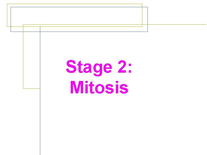 Stage 2: Mitosis 