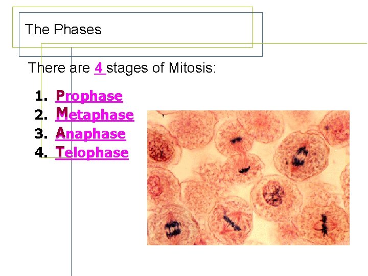 The Phases of Mitosis There are 4 stages of Mitosis: 1. 2. 3. 4.
