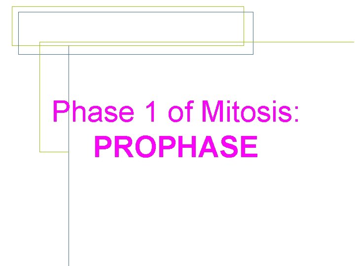 Phase 1 of Mitosis: PROPHASE 