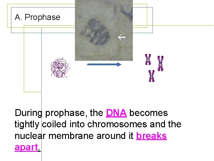 A. Prophase During prophase, the DNA becomes tightly coiled into chromosomes and the nuclear