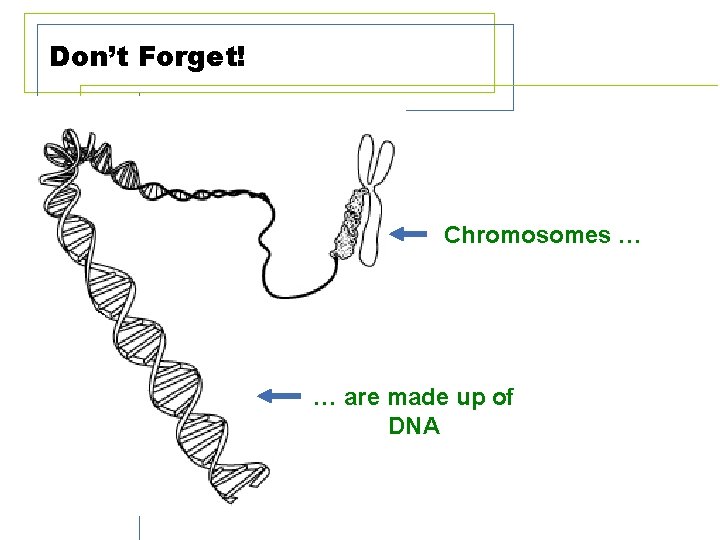 Don’t Forget! Chromosomes … … are made up of DNA 