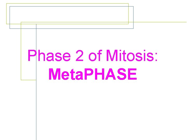 Phase 2 of Mitosis: Meta. PHASE 