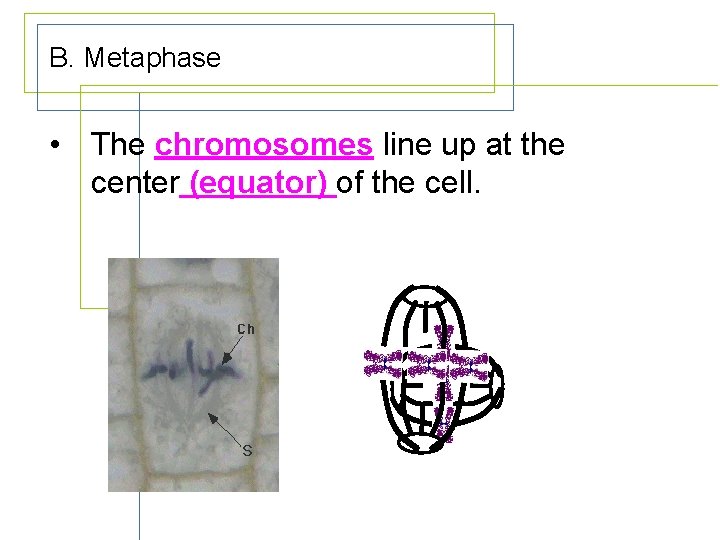 B. Metaphase • The chromosomes line up at the center (equator) of the cell.