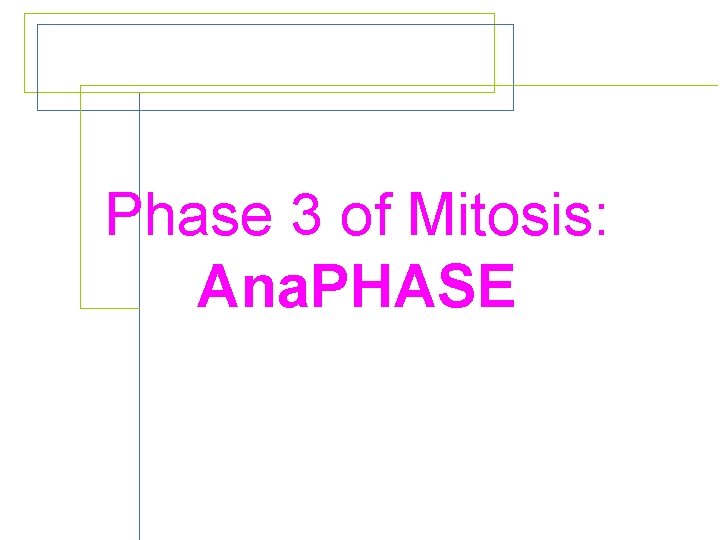 Phase 3 of Mitosis: Ana. PHASE 