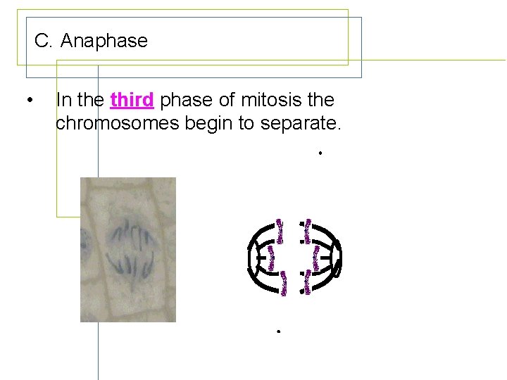 C. Anaphase • In the third phase of mitosis the chromosomes begin to separate.