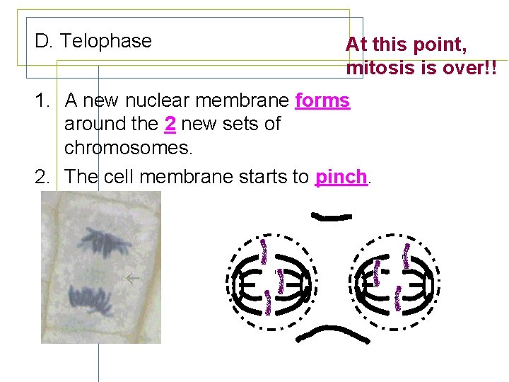 D. Telophase At this point, mitosis is over!! 1. A new nuclear membrane forms