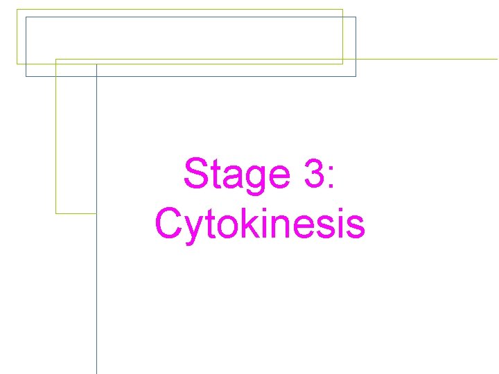 Stage 3: Cytokinesis 