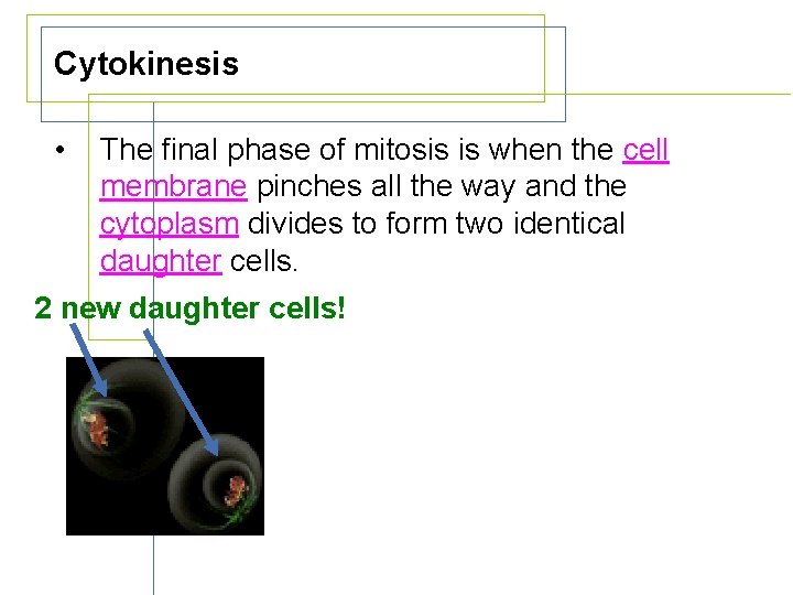 Cytokinesis • The final phase of mitosis is when the cell membrane pinches all