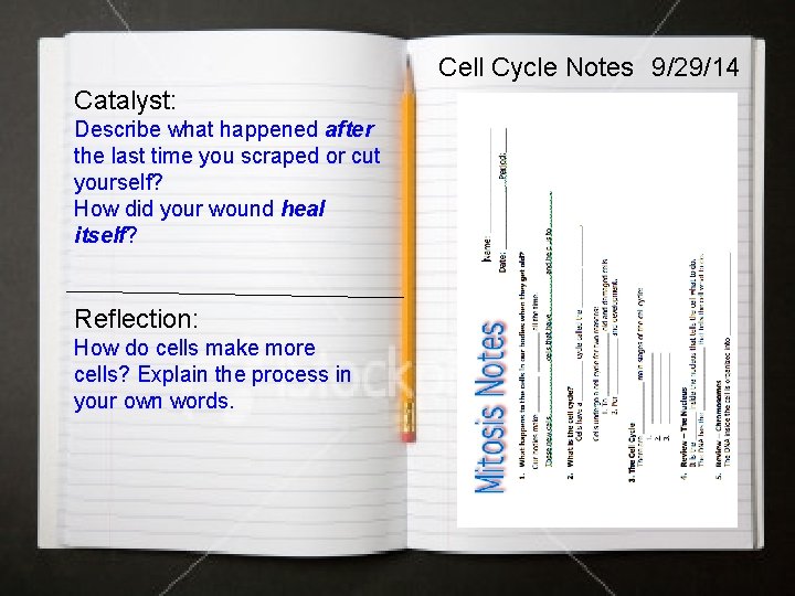 Cell Cycle Notes 9/29/14 Catalyst: Describe what happened after the last time you scraped