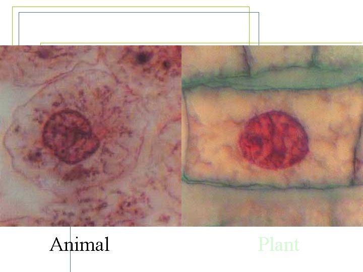 Interphase Animal Plant 