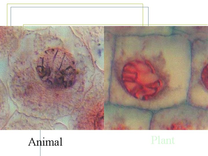 Prophase Animal Plant 