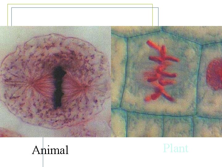 Metaphase Animal Plant 