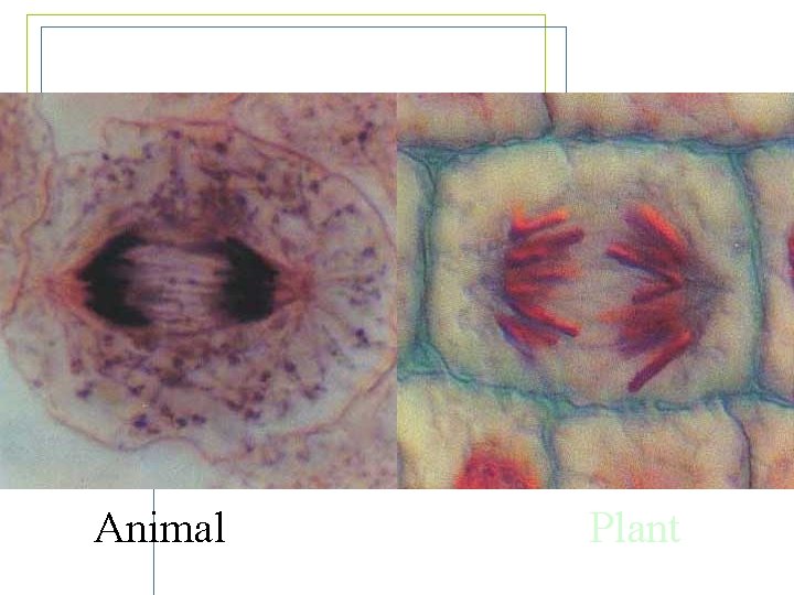 Anaphase Animal Plant 