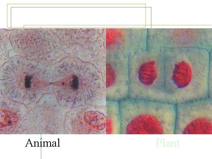 Telophase Animal Plant 