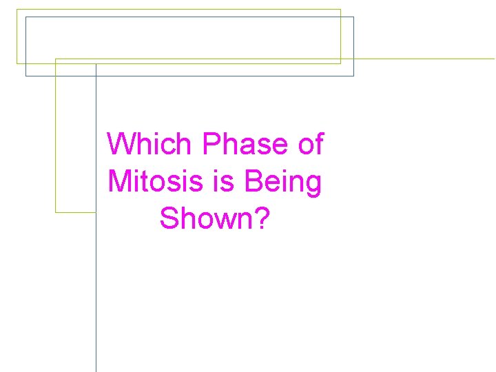 Which Phase of Mitosis is Being Shown? 