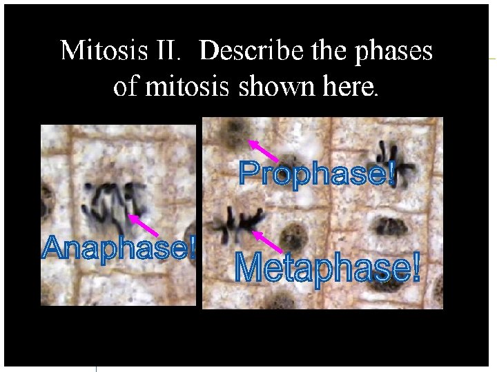 Mitosis Lesson 11. 15. 05 