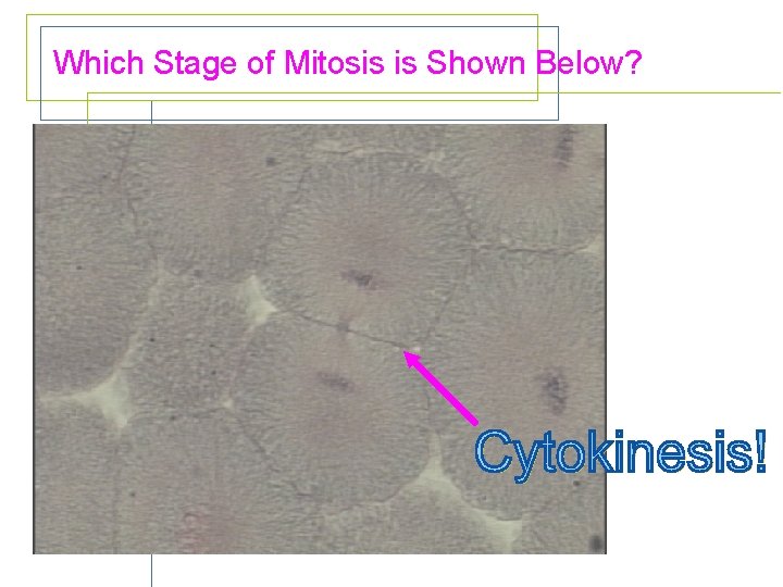 Which Stage of Mitosis is Shown Below? 