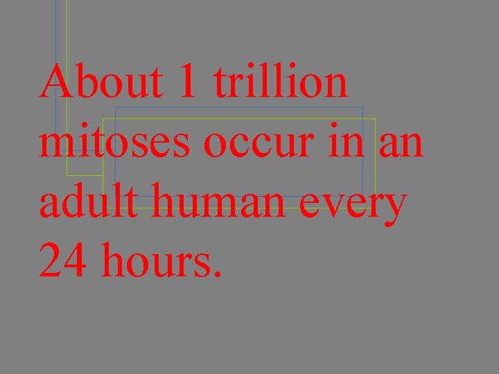 About 1 trillion mitoses occur in an adult human every 24 hours. 