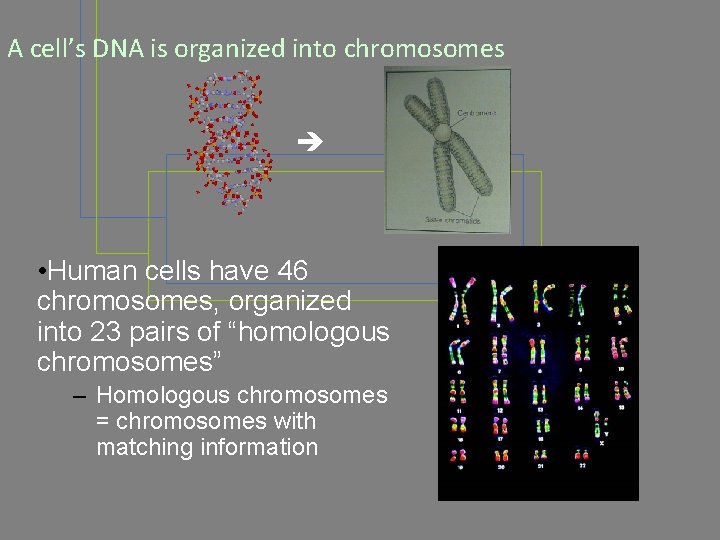 A cell’s DNA is organized into chromosomes • Human cells have 46 chromosomes, organized