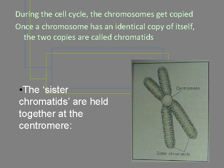 During the cell cycle, the chromosomes get copied Once a chromosome has an identical