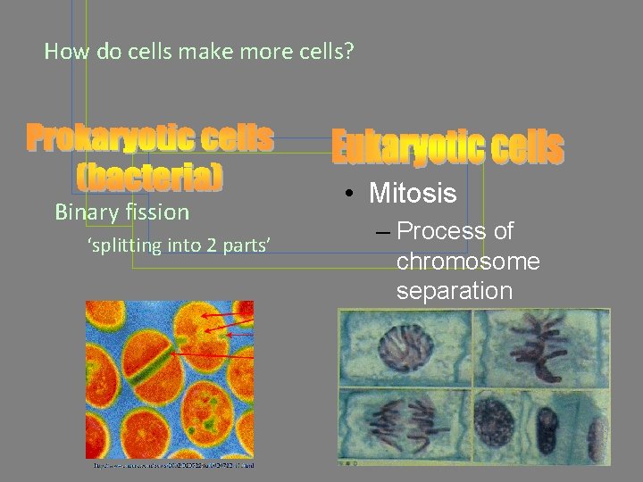 How do cells make more cells? Binary fission ‘splitting into 2 parts’ • Mitosis