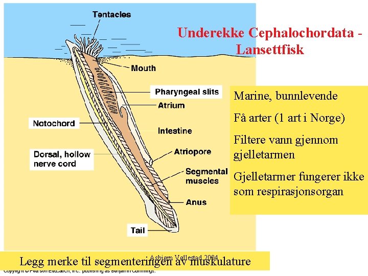 Underekke Cephalochordata Lansettfisk Marine, bunnlevende Få arter (1 art i Norge) Filtere vann gjennom