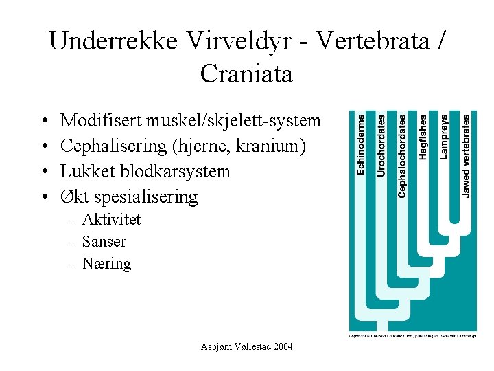 Underrekke Virveldyr - Vertebrata / Craniata • • Modifisert muskel/skjelett-system Cephalisering (hjerne, kranium) Lukket