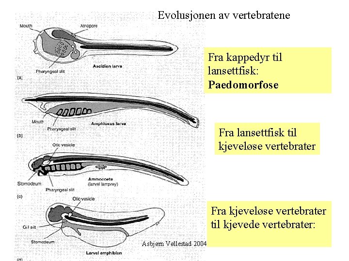 Evolusjonen av vertebratene Fra kappedyr til lansettfisk: Paedomorfose Fra lansettfisk til kjeveløse vertebrater Fra