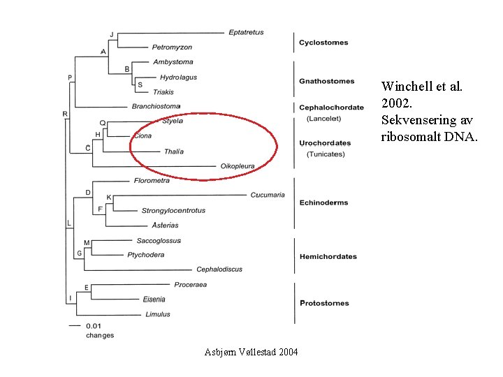 Winchell et al. 2002. Sekvensering av ribosomalt DNA. Asbjørn Vøllestad 2004 