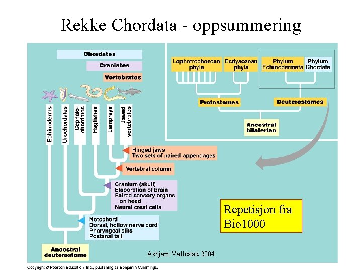 Rekke Chordata - oppsummering Repetisjon fra Bio 1000 Asbjørn Vøllestad 2004 