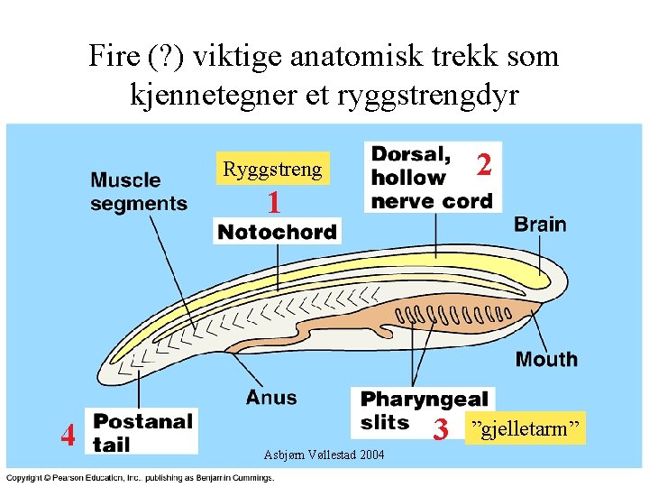 Fire (? ) viktige anatomisk trekk som kjennetegner et ryggstrengdyr 2 Ryggstreng 1 4