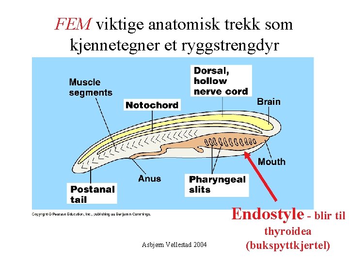 FEM viktige anatomisk trekk som kjennetegner et ryggstrengdyr Endostyle - blir til Asbjørn Vøllestad
