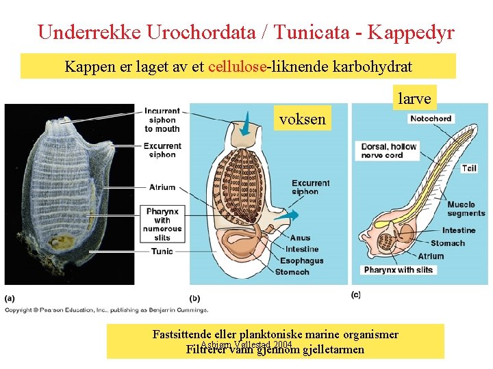 Underrekke Urochordata / Tunicata - Kappedyr Kappen er laget av et cellulose-liknende karbohydrat larve