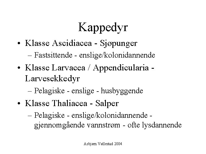 Kappedyr • Klasse Ascidiacea - Sjøpunger – Fastsittende - enslige/kolonidannende • Klasse Larvacea /