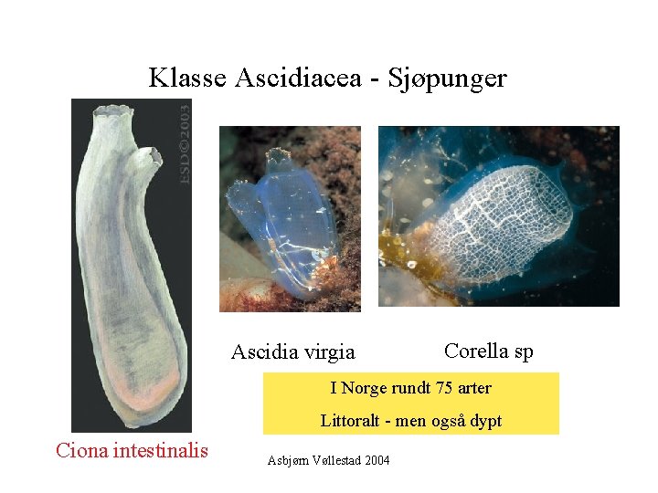 Klasse Ascidiacea - Sjøpunger Ascidia virgia Corella sp I Norge rundt 75 arter Littoralt