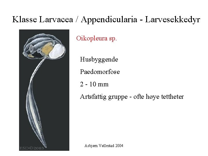 Klasse Larvacea / Appendicularia - Larvesekkedyr Oikopleura sp. Husbyggende Paedomorfose 2 - 10 mm