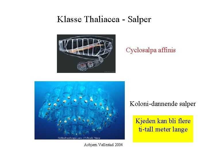 Klasse Thaliacea - Salper Cyclosalpa affinis Koloni-dannende salper Kjeden kan bli flere ti-tall meter