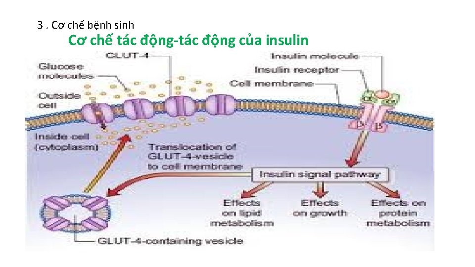 3. Cơ chế bệnh sinh Cơ chế tác động-tác động của insulin 3. Cơ chế bệnh sinh Cơ chế tác động-tác động của insulin