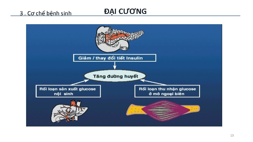 3. Cơ chế bệnh sinh ĐẠI CƯƠNG 13 