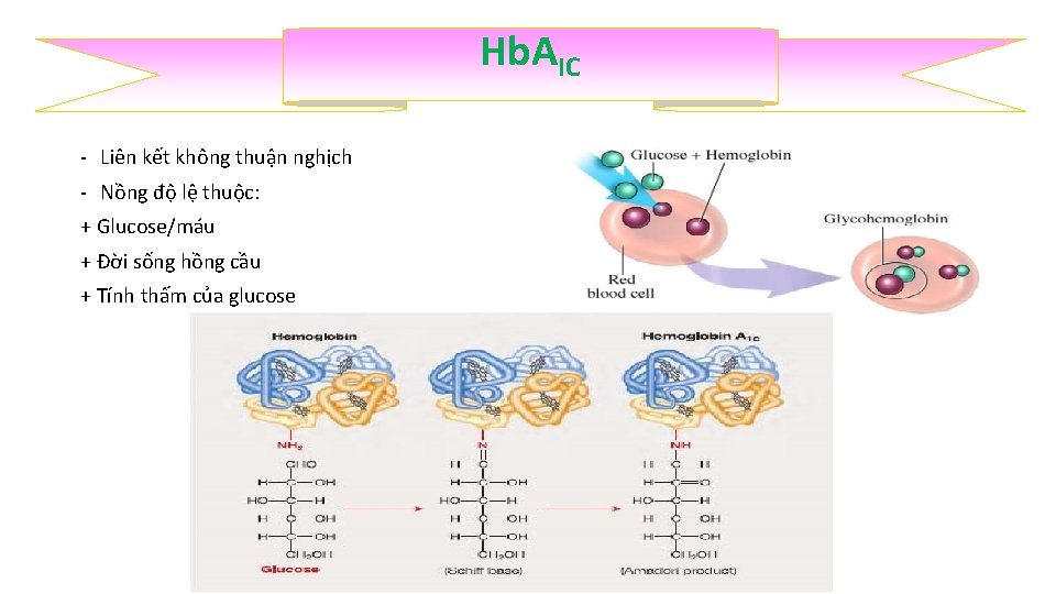 Hb. AIC ‐ Liên kết không thuận nghịch ‐ Nồng độ lệ thuộc: +