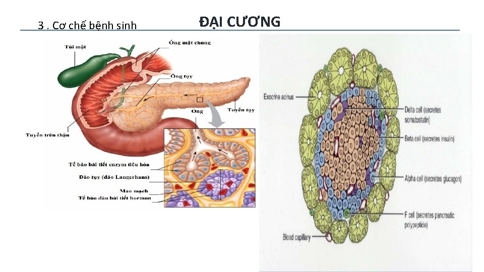 3. Cơ chế bệnh sinh ĐẠI CƯƠNG 6 