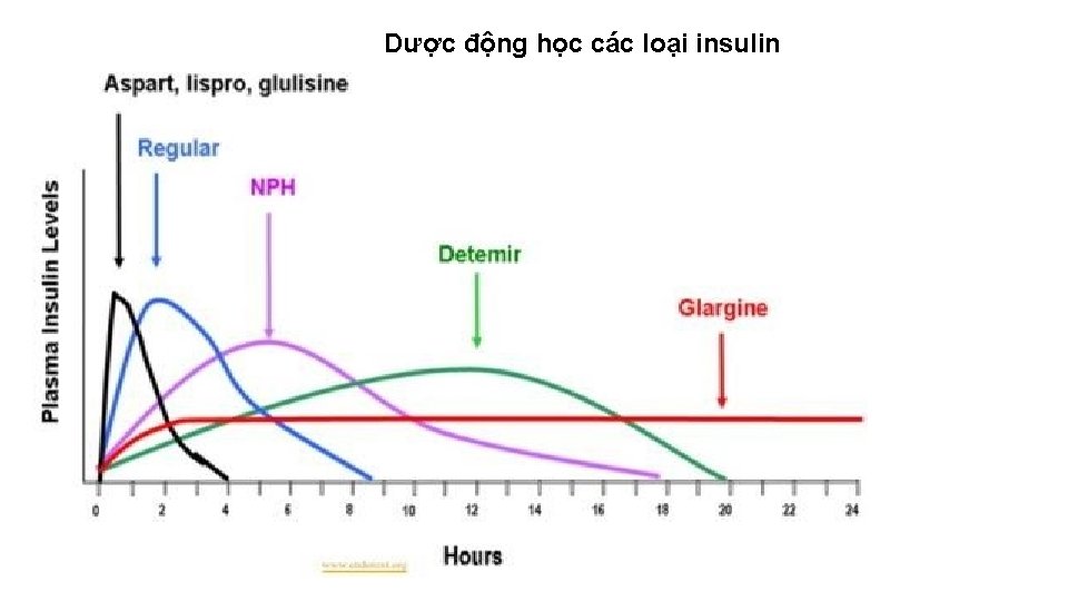 Dược động học các loại insulin 